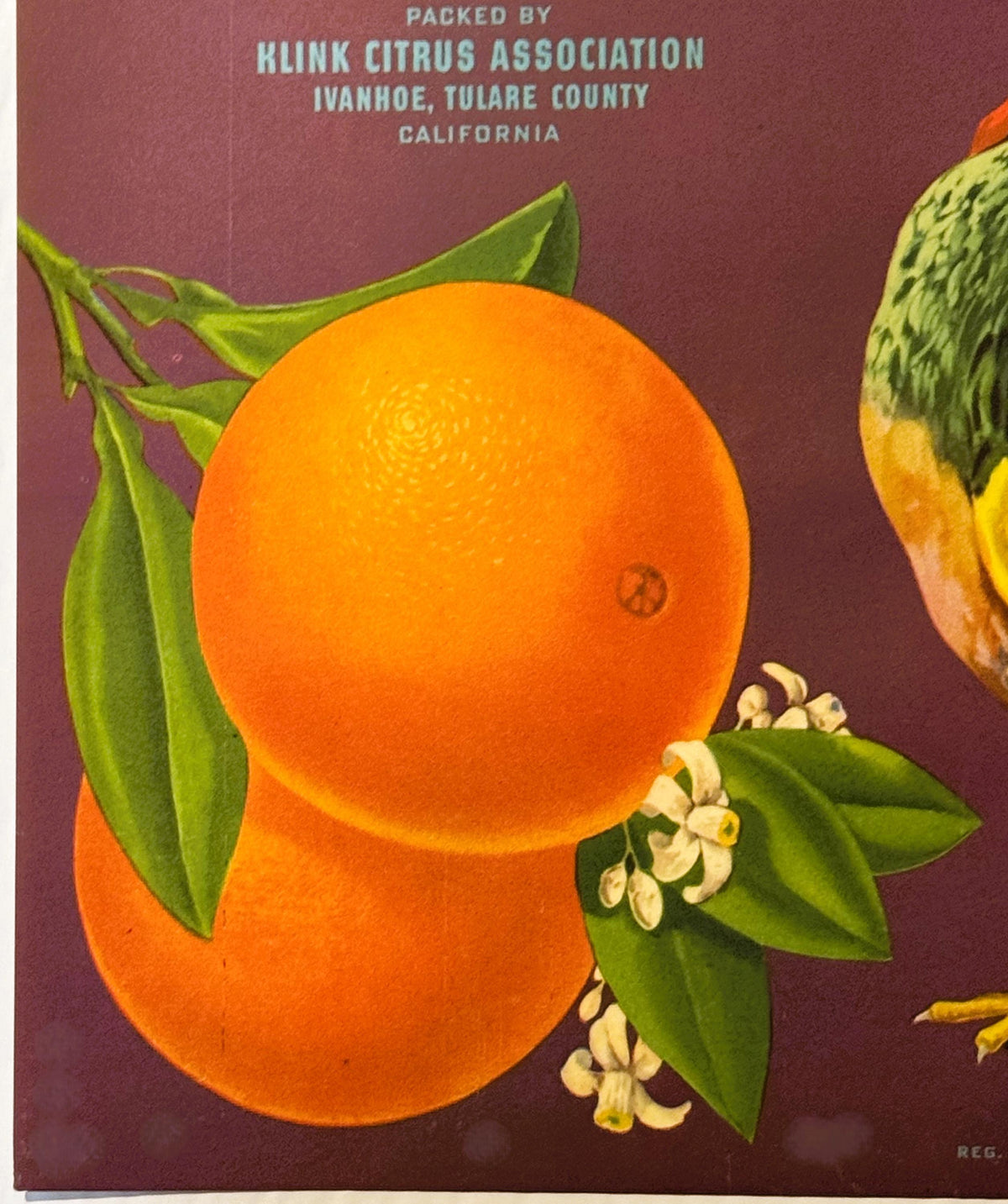 Antique 1930s Pride of Venice Cove Orange Crate Label — Klink Citrus Association, Ivanhoe, Tulare County CA